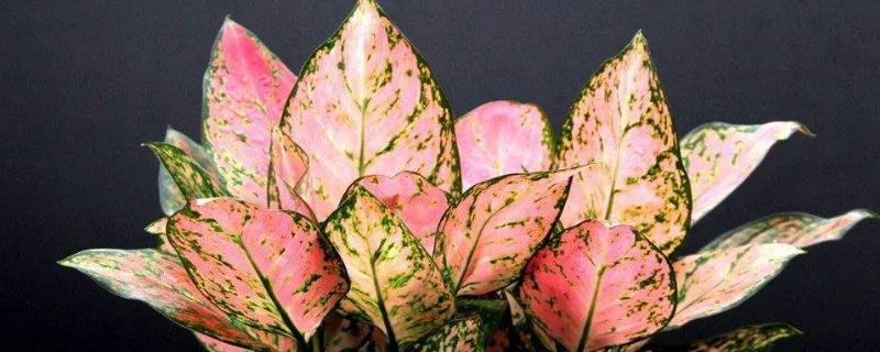 彩葉萬年青的養殖方法和注意事項