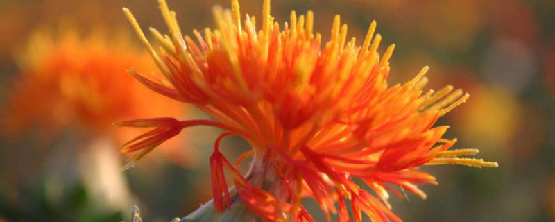 紅花的種植方法和采摘