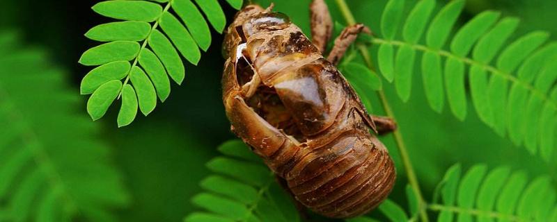 金蟬的養殖技術和產量