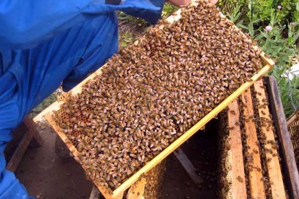 蜜蜂如何養殖