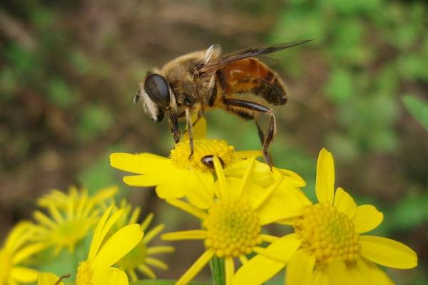 蜜蜂如何養殖
