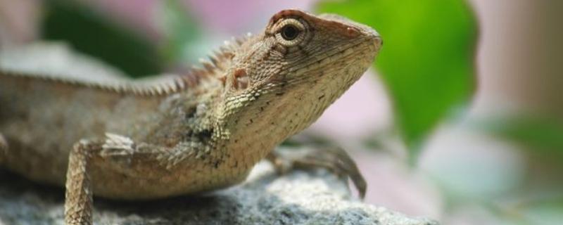 蠟皮蜥的養殖方法