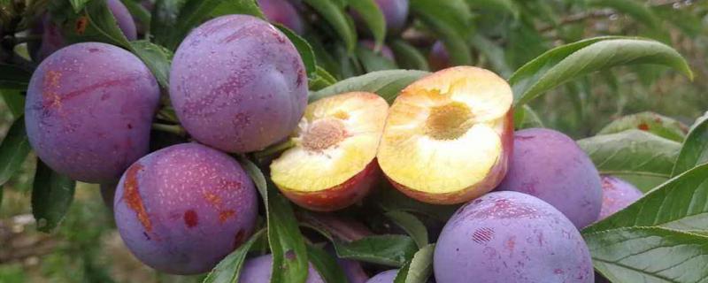 黑布林是李子嗎？其種植技術是什么