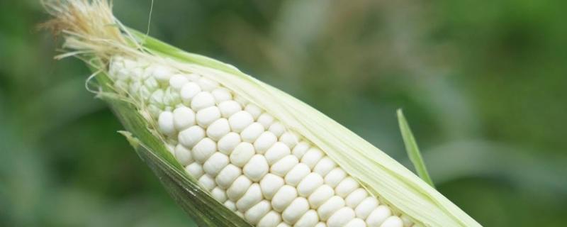 糯玉米種植技術與時間