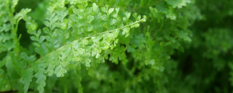 金錢松的養殖方法和注意事項