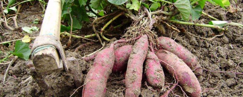 紅薯切塊種植方法