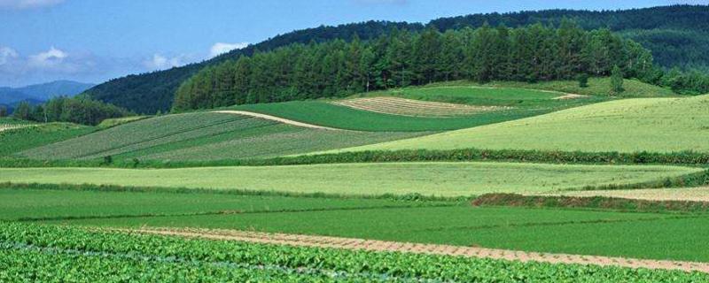 氨基酸水溶肥的功效與作用