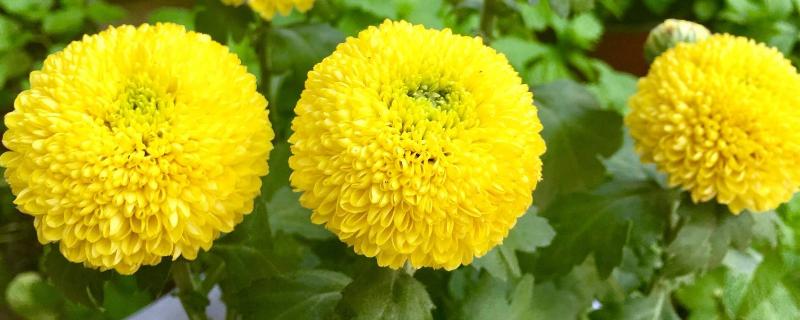 乒乓菊的養(yǎng)殖方法和注意事項(xiàng)