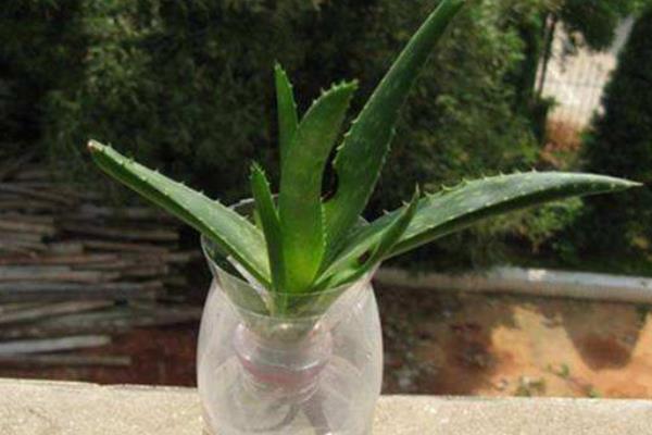 蘆薈移植方法和注意事項