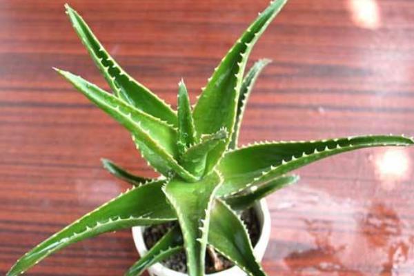 蘆薈移植方法和注意事項