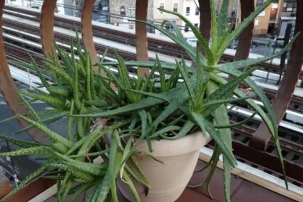 蘆薈移植方法和注意事項