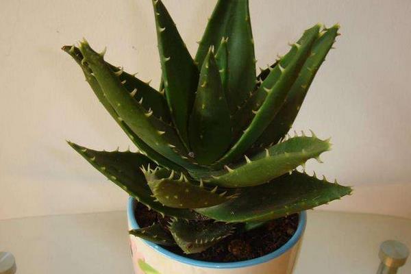 蘆薈移植方法和注意事項