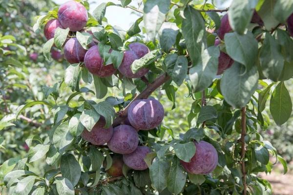 黑布林是李子嗎?其種植技術是什么