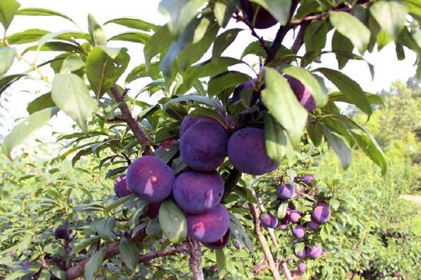 黑布林是李子嗎?其種植技術是什么