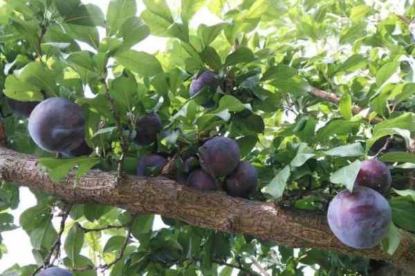 黑布林是李子嗎?其種植技術是什么