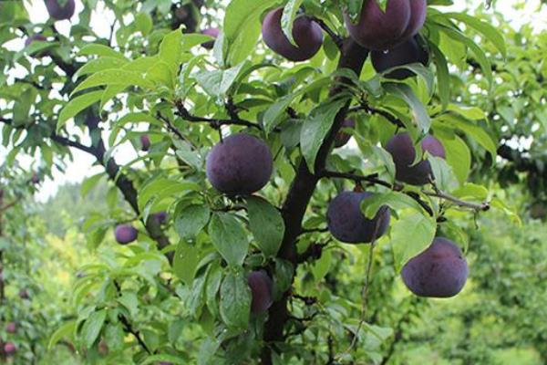 黑布林是李子嗎?其種植技術是什么