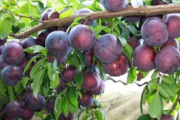 黑布林是李子嗎?其種植技術是什么