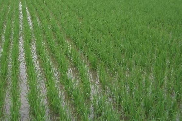 氨基酸水溶肥的功效與作用