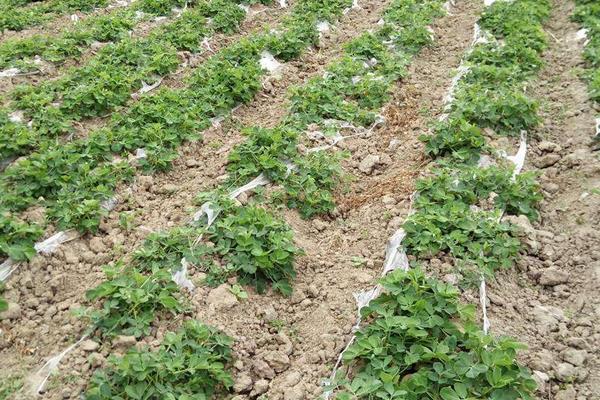 氨基酸水溶肥的功效與作用