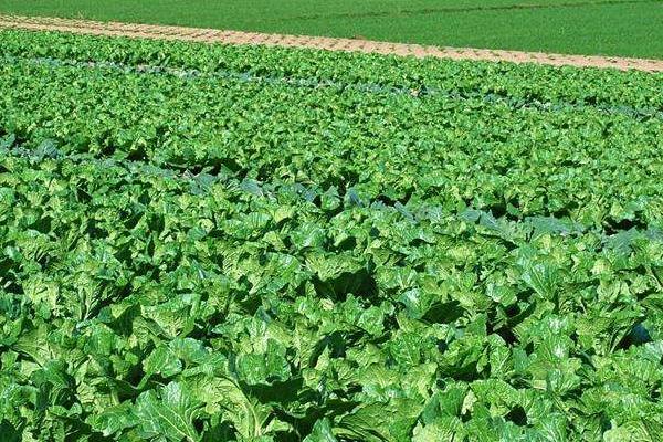 氨基酸水溶肥的功效與作用