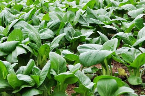 氨基酸水溶肥的功效與作用