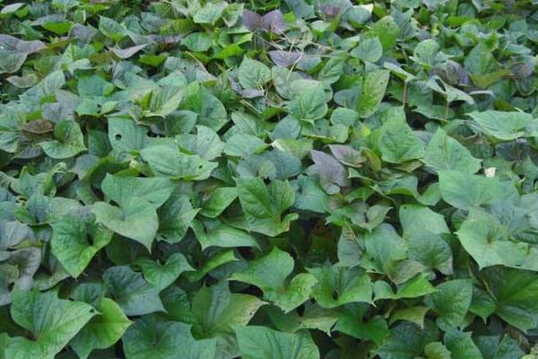 紅薯切塊種植方法