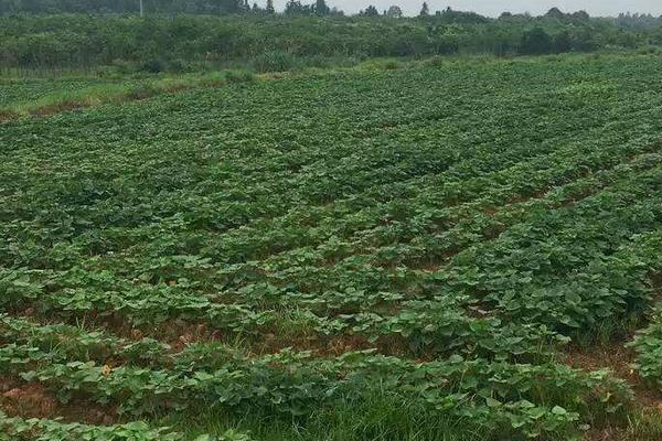 紅薯切塊種植方法