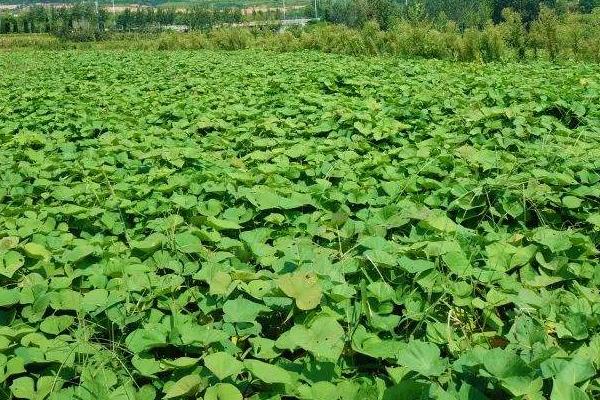 紅薯切塊種植方法