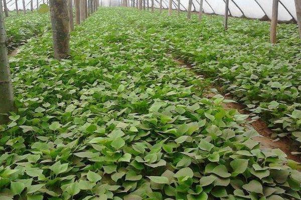 紅薯切塊種植方法