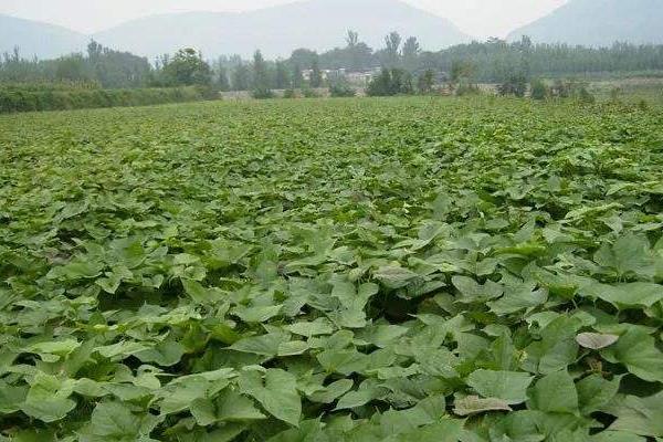 紅薯切塊種植方法