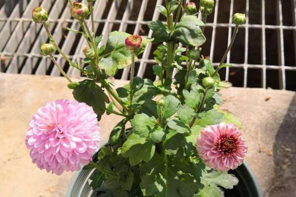 乒乓菊的養(yǎng)殖方法和注意事項(xiàng)