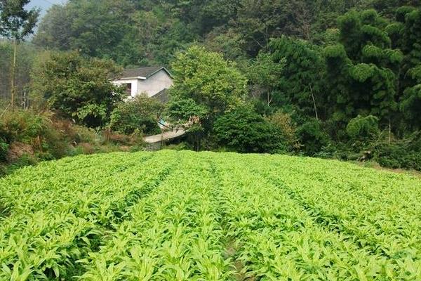 林下種植耐陰蔬菜