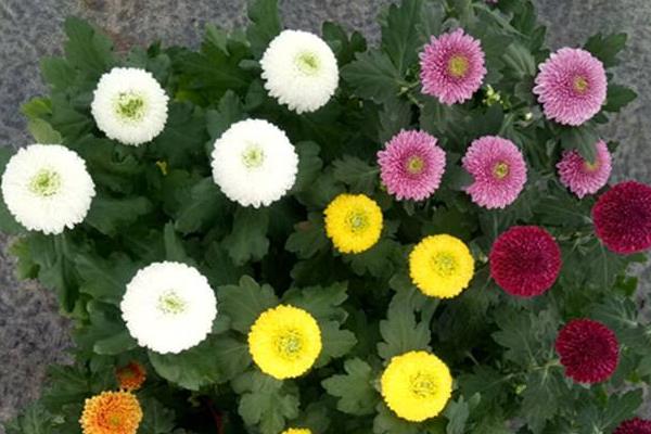 乒乓菊的養(yǎng)殖方法和注意事項(xiàng)