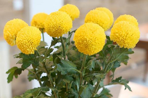 乒乓菊的養(yǎng)殖方法和注意事項(xiàng)