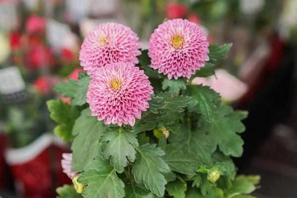 乒乓菊的養(yǎng)殖方法和注意事項(xiàng)