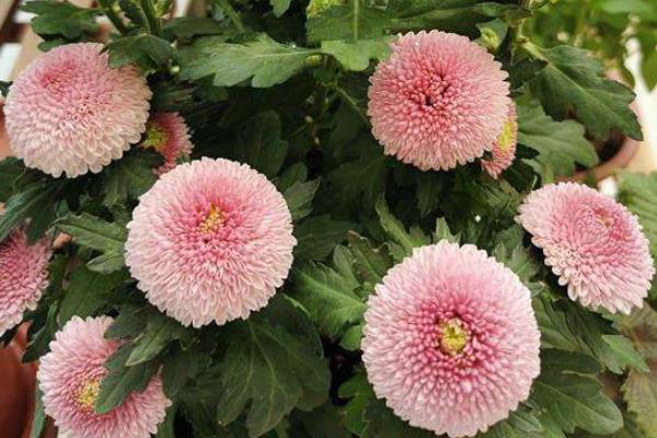 乒乓菊的養(yǎng)殖方法和注意事項(xiàng)