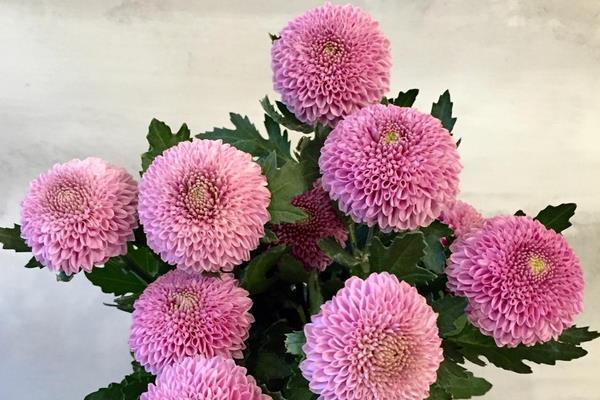 乒乓菊的養(yǎng)殖方法和注意事項(xiàng)