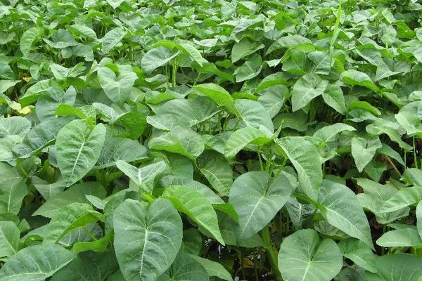 林下種植耐陰蔬菜