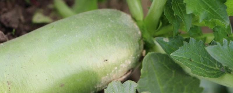 青蘿卜種植時間和方法