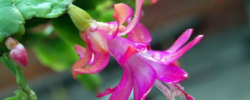 嫁接蟹爪蘭的養殖方法和注意事項