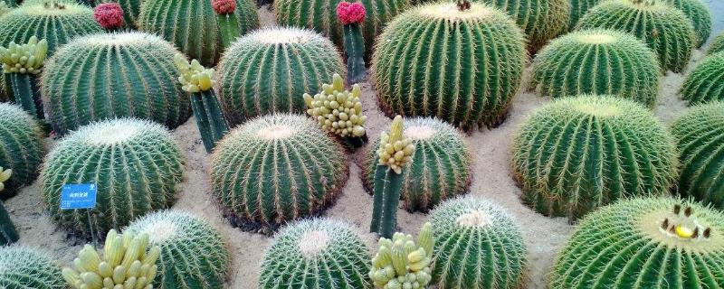 仙人球的養殖方法和注意事項