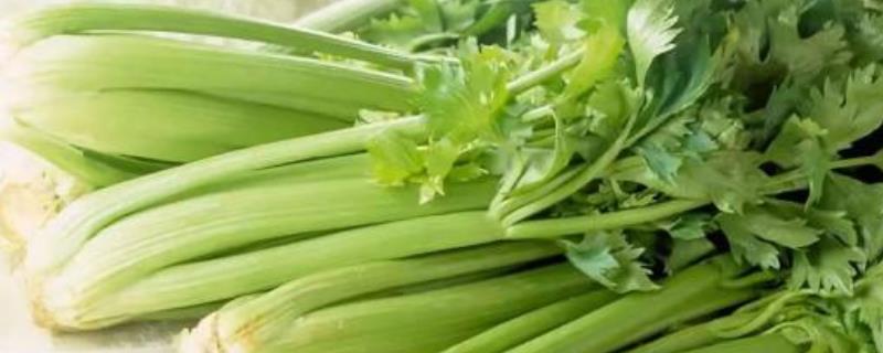 芹菜種植時(shí)間及方法