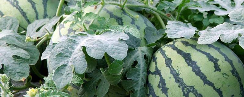 西瓜常見的九種病害