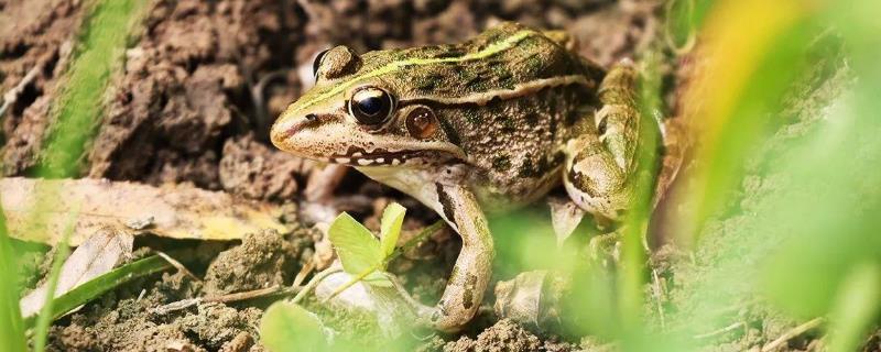 黑斑蛙養殖技術手冊