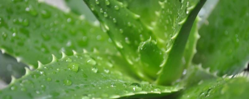 蘆薈移植方法和注意事項