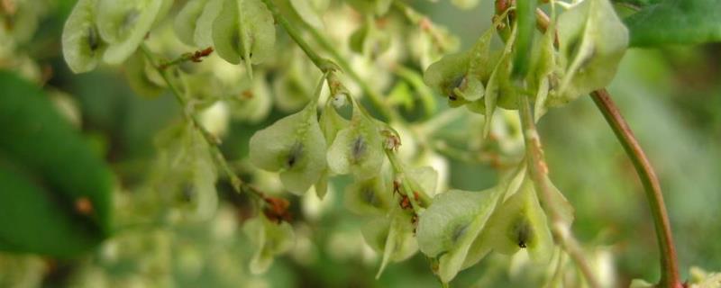 何首烏的種植方法和時間怎樣管理