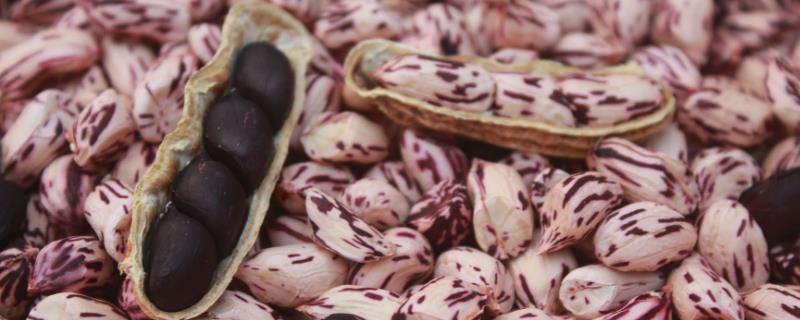 七彩花生功效與作用