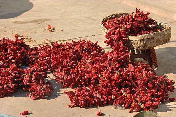 各種干辣椒品種和特點(diǎn)