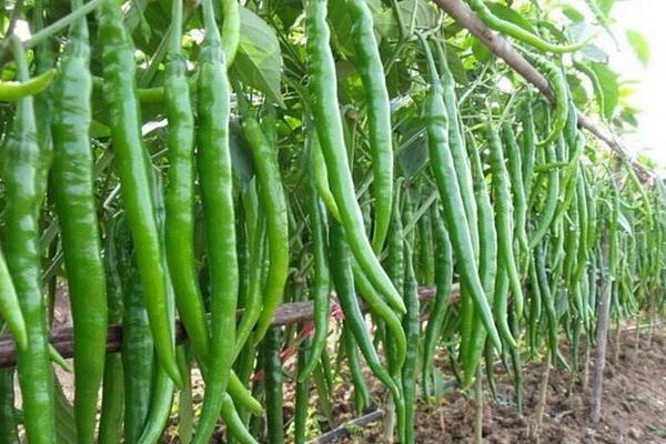 長辣椒的種植方法和時間