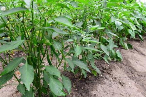 長辣椒的種植方法和時間